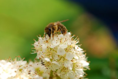 Sorbus aucuparia 'Pendula' - jeřáb obecný - květenství a včela1